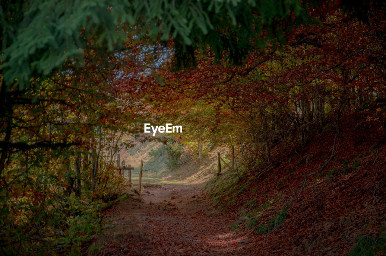 DIRT ROAD AMIDST TREES IN FOREST