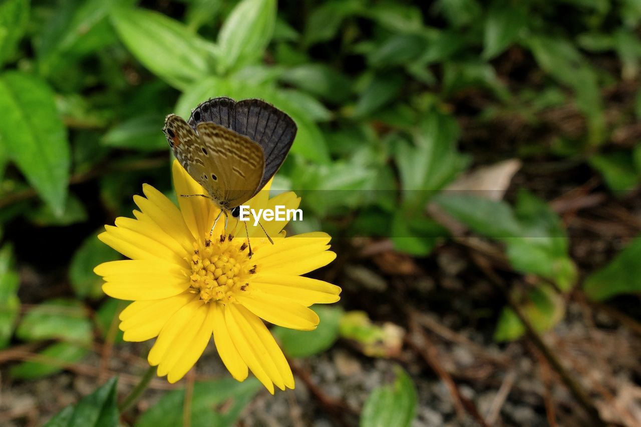 CLOSE-UP OF BUTTERFLY ON YELLOW FLOWER