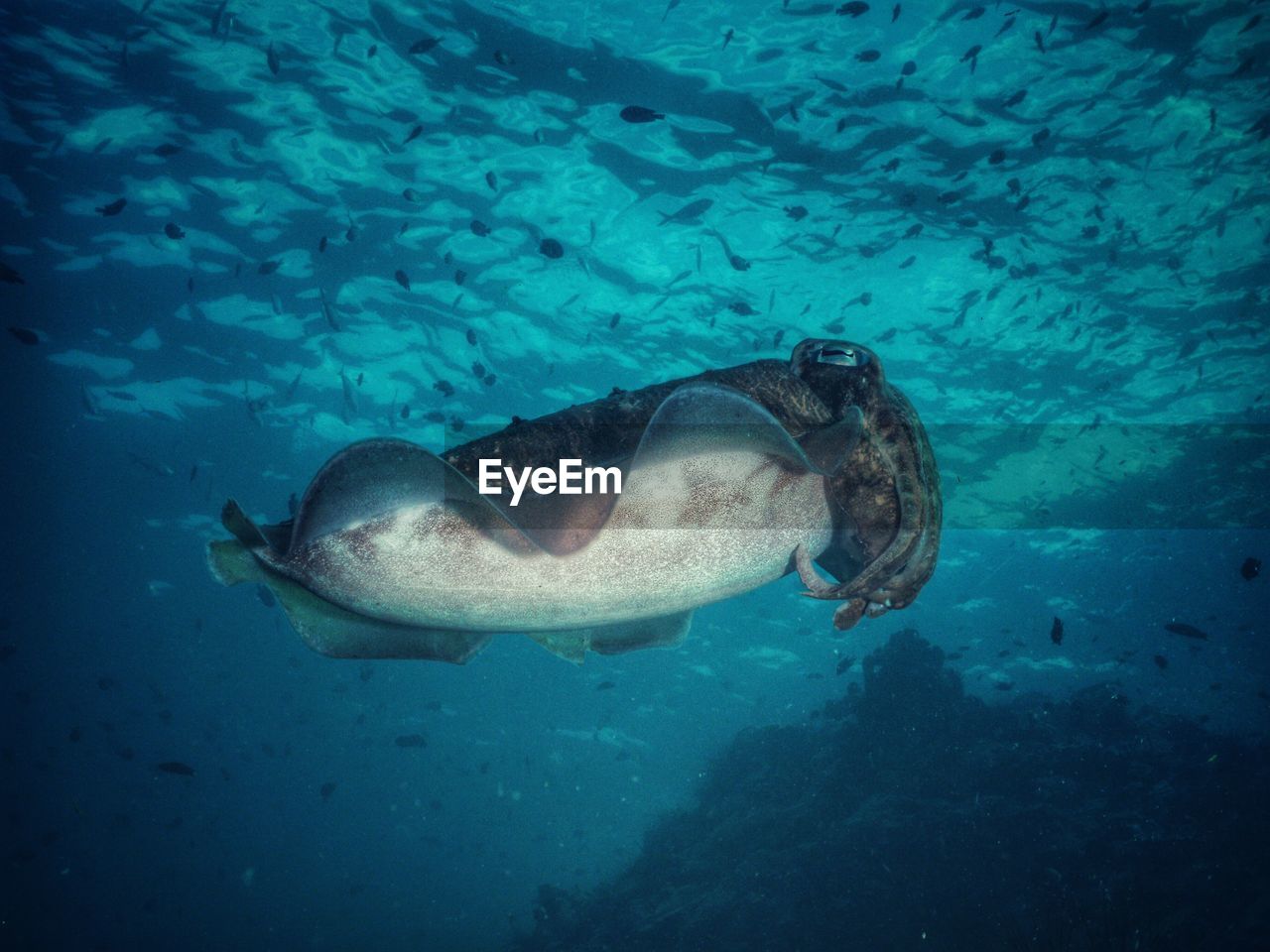 Low angle of squid swimming in ocean