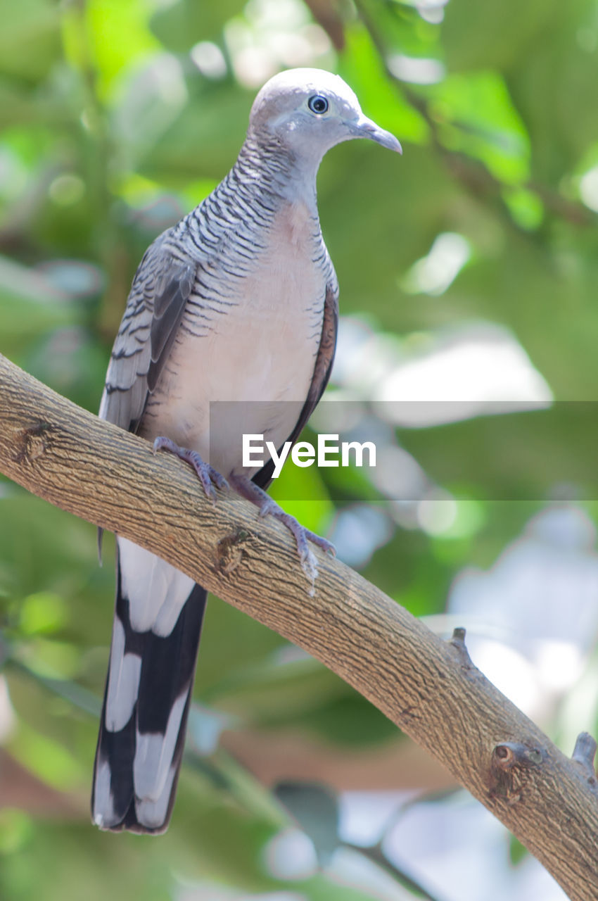 CLOSE-UP OF A BIRD PERCHING ON TREE