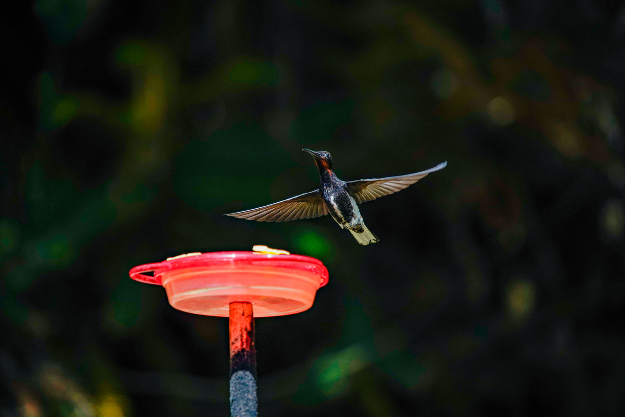 CLOSE-UP OF BIRD FLYING IN A RED