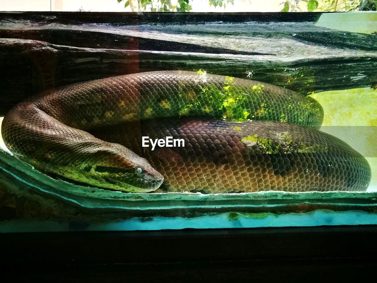 Close-up of snake in glass