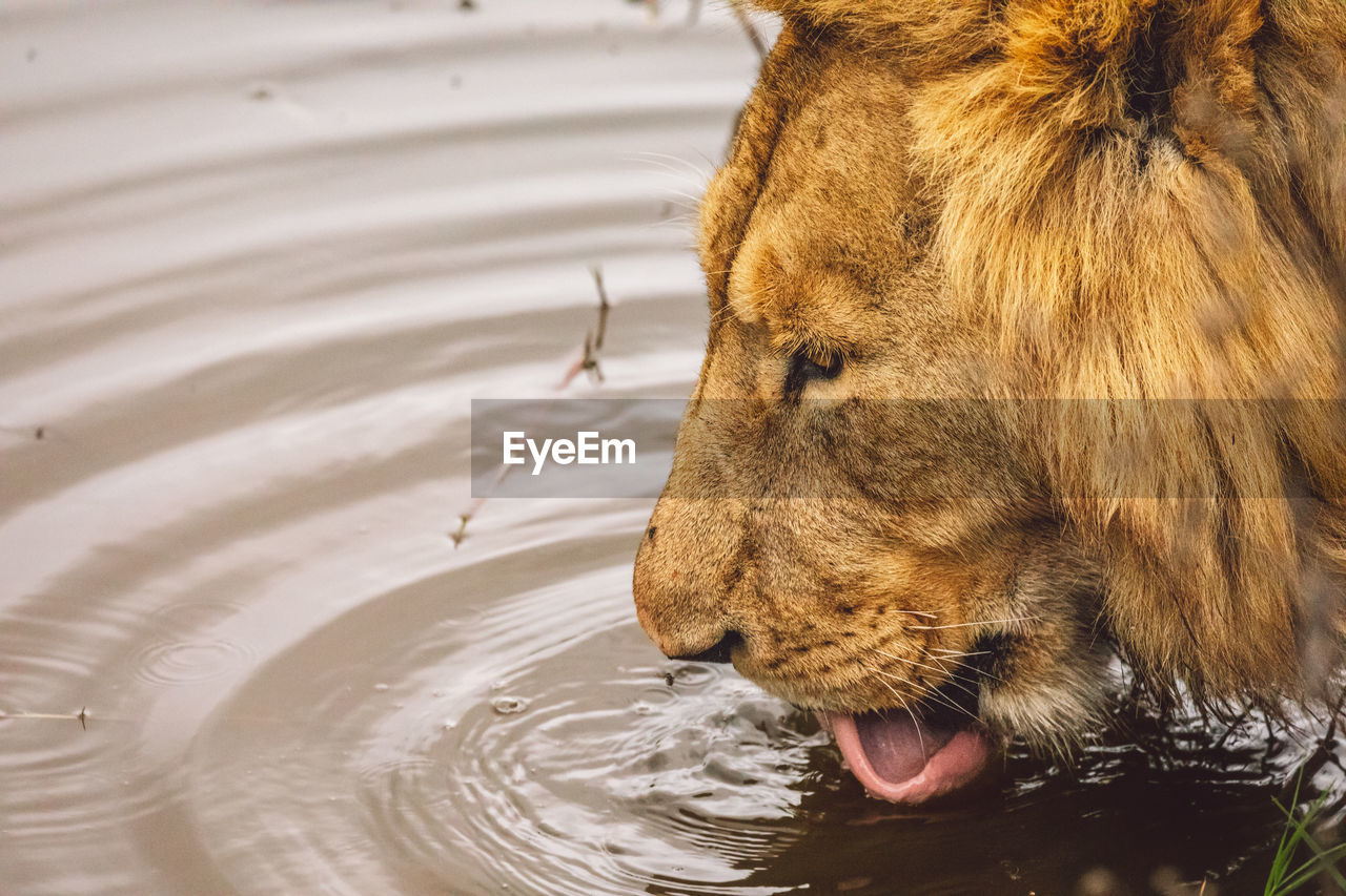 Close-up of lion drinking water