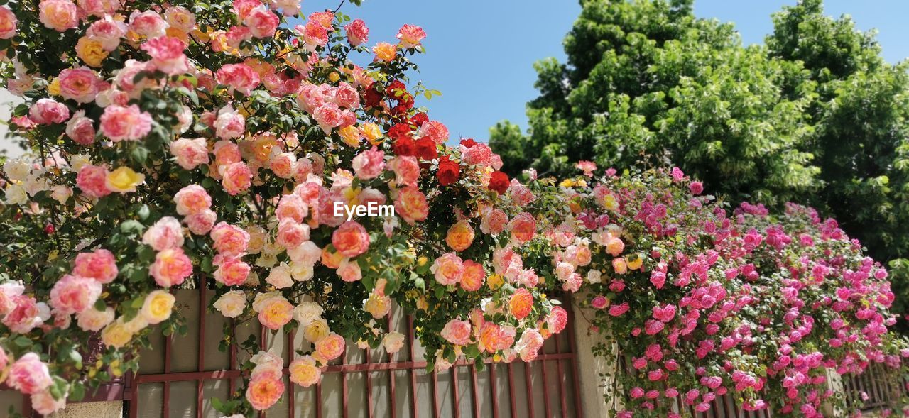 plant, flower, flowering plant, beauty in nature, nature, pink, growth, freshness, tree, no people, day, blossom, shrub, garden, fragility, outdoors, sky, architecture, springtime, multi colored, fence, low angle view, built structure, sunlight, building exterior, botany, garden roses