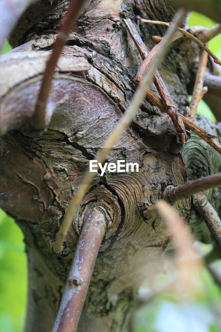 CLOSE-UP OF TREE TRUNK IN FOREST
