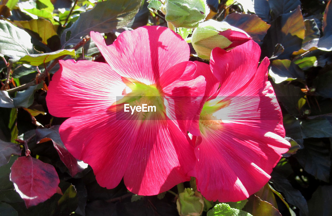 CLOSE-UP OF PINK HIBISCUS FLOWER GROWING OUTDOORS