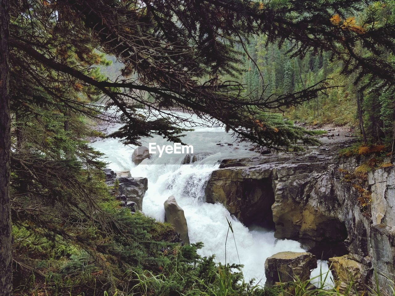 RIVER FLOWING THROUGH FOREST