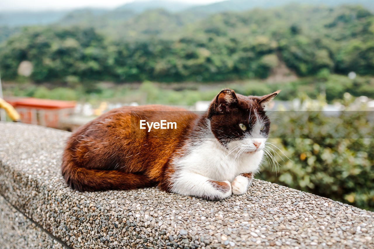 VIEW OF A CAT LOOKING AWAY OUTDOORS