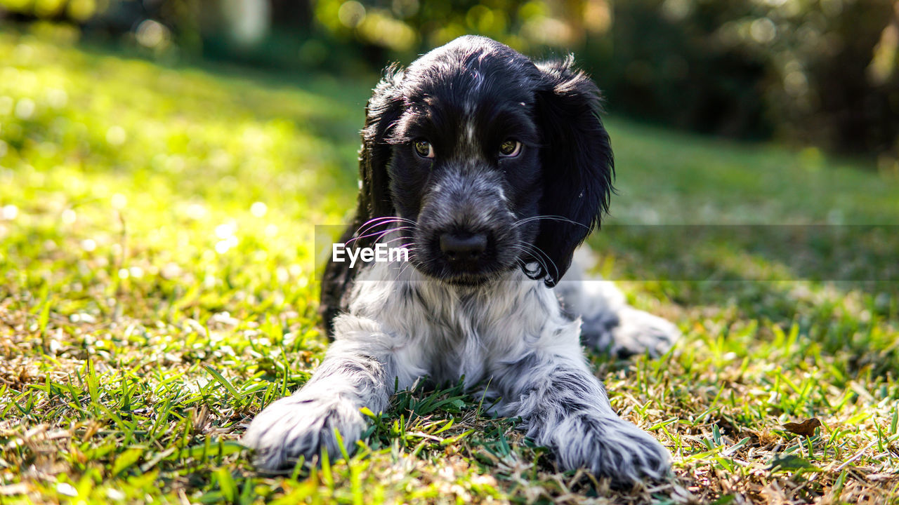 Portrait of a dog on field