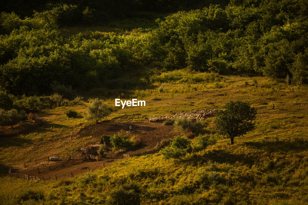 Scenic view of farm at sunset