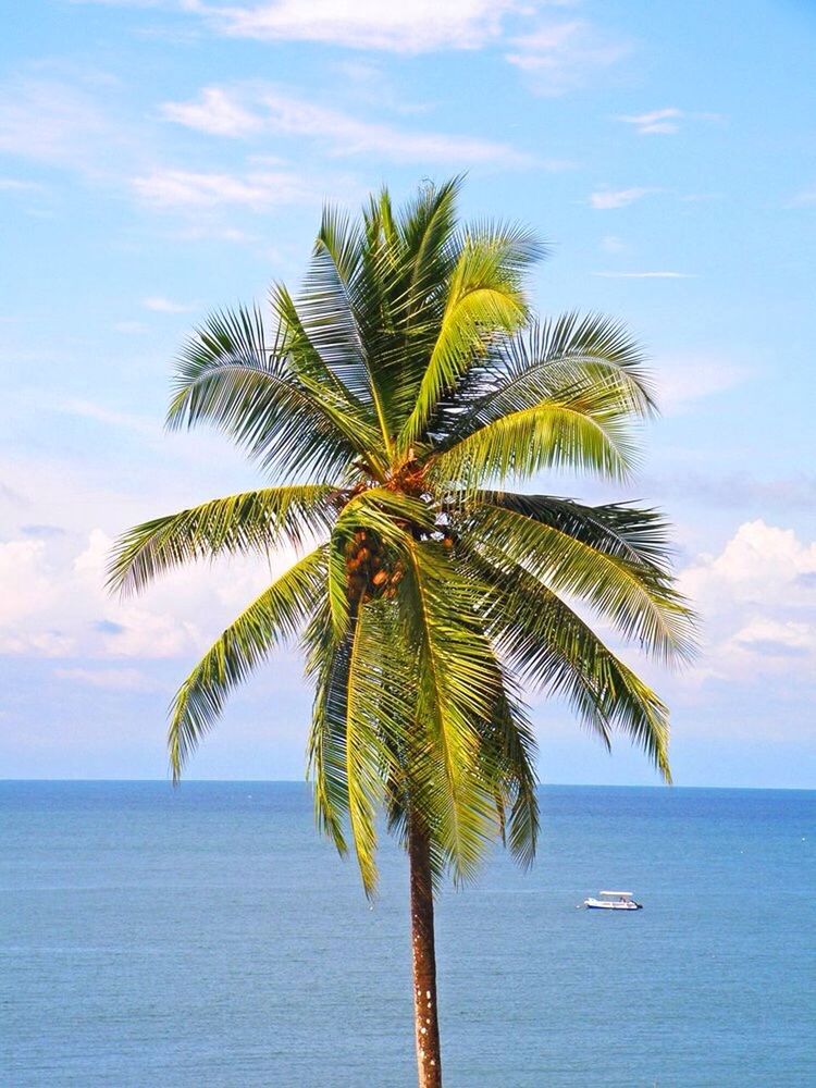 Palm tree against sea