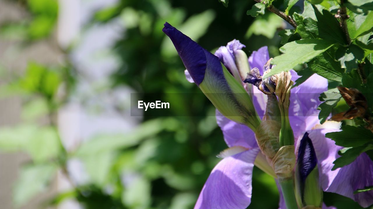 plant, flower, flowering plant, purple, beauty in nature, growth, freshness, nature, fragility, petal, close-up, leaf, plant part, flower head, focus on foreground, day, no people, outdoors, inflorescence, blossom, lilac, springtime, wildflower, green, sunlight, botany