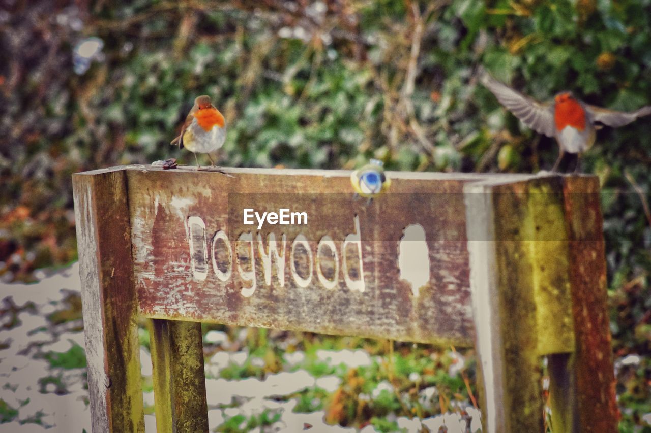 VIEW OF BIRD PERCHING ON WOOD