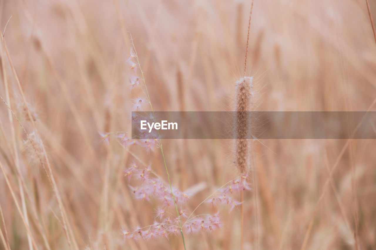 Close-up of stalks on field against blurred background