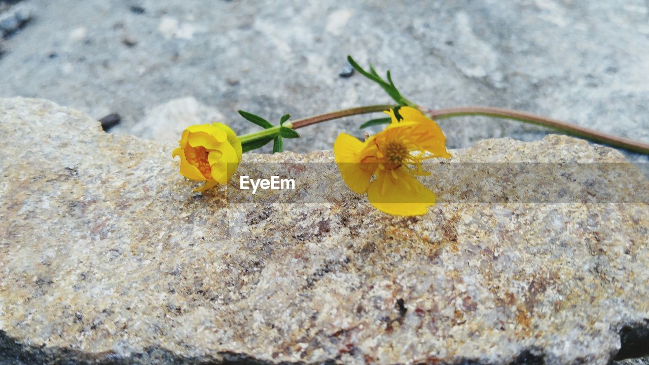 Close-up of flowers