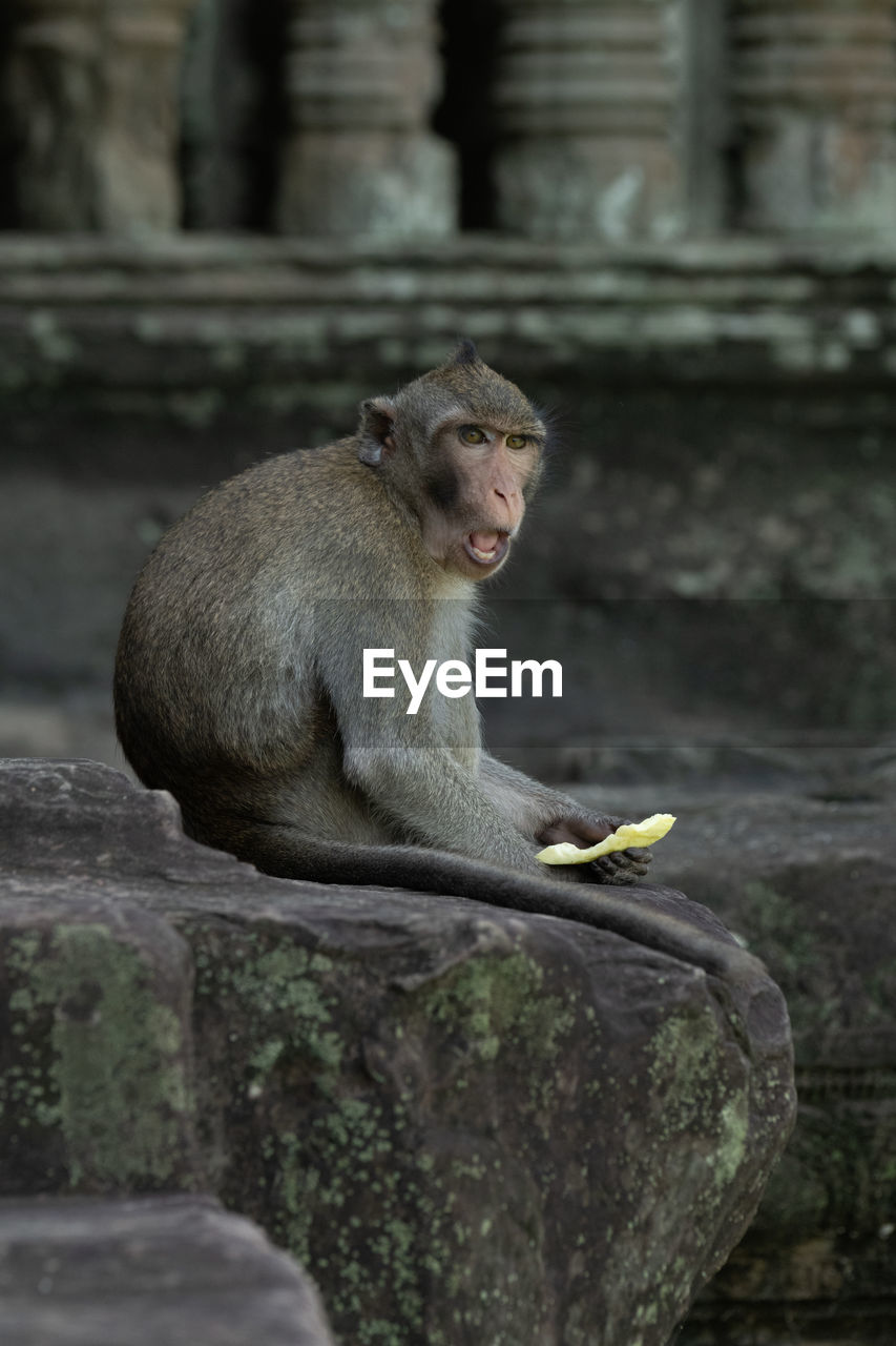 Long-tailed macaque sits at angkor wat eating