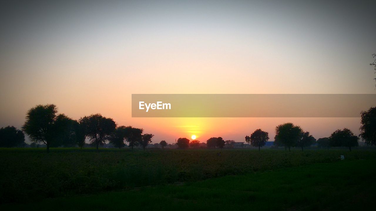 Silhouette trees on field against sky during sunset