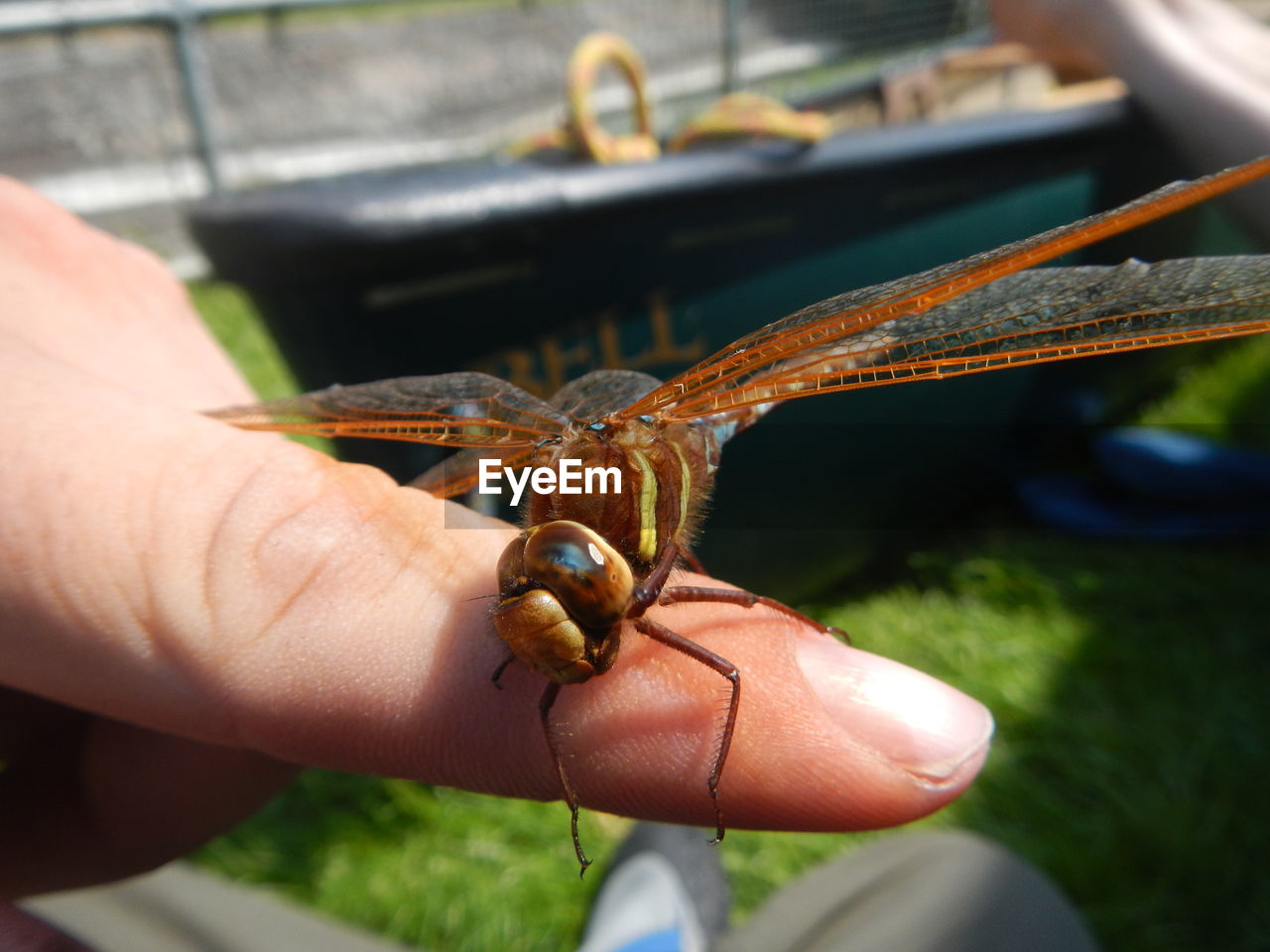 Close-up of dragonfly on finger