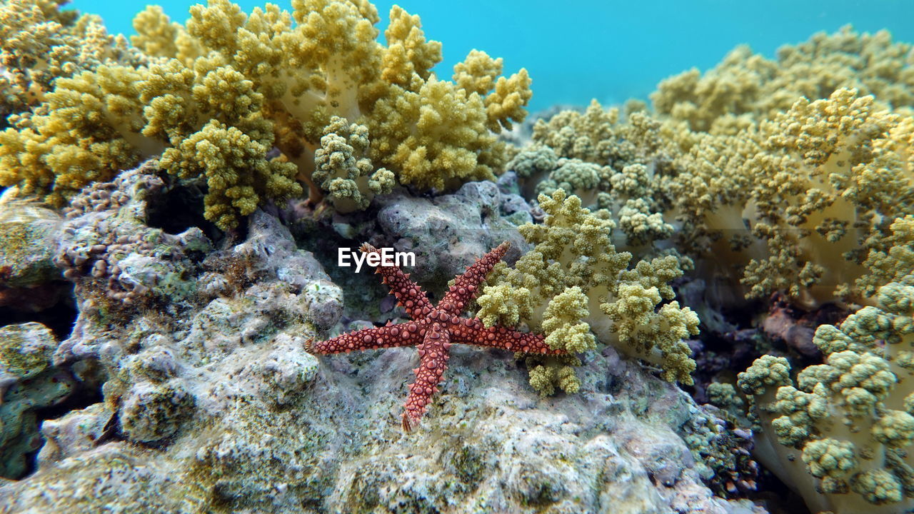 Starfish - asteroidea acantas - acanthasteridae crown of thorns.