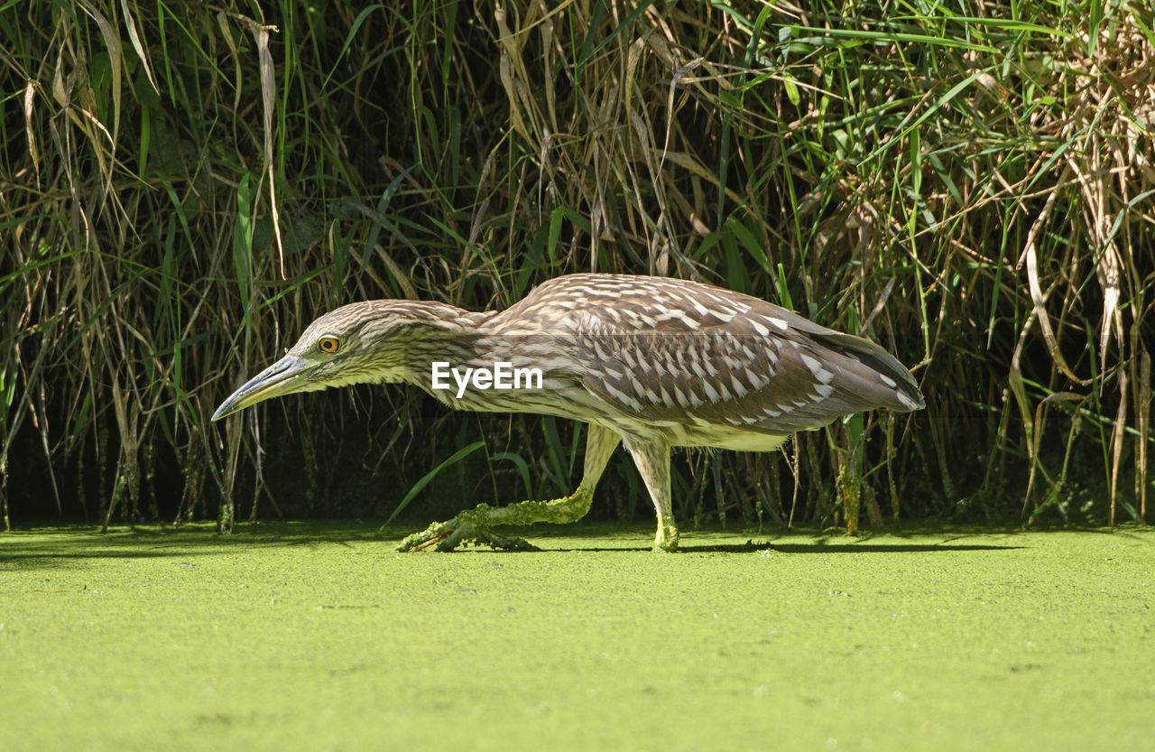 Immature black crowned night heron stalking prey in the skokie lagoons in illinois