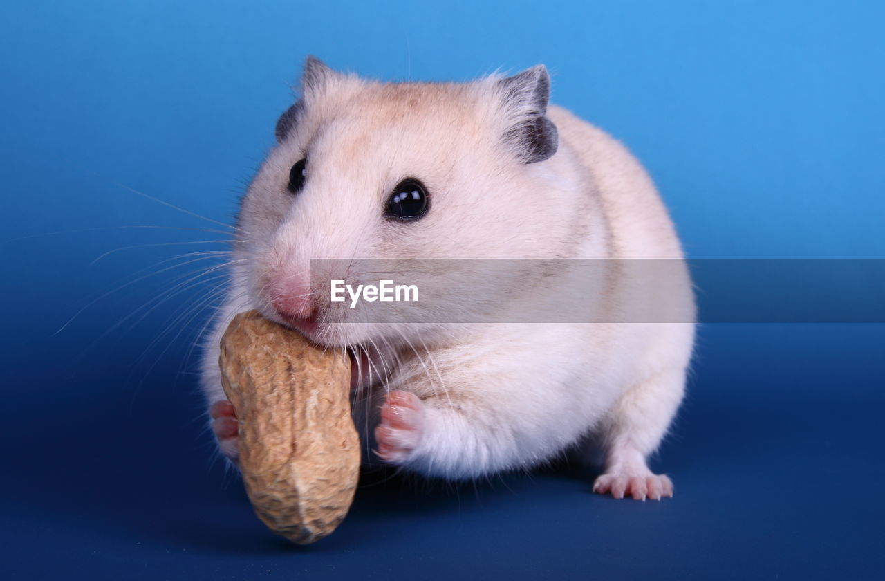 Close-up of golden hamster eating peanut against blue background