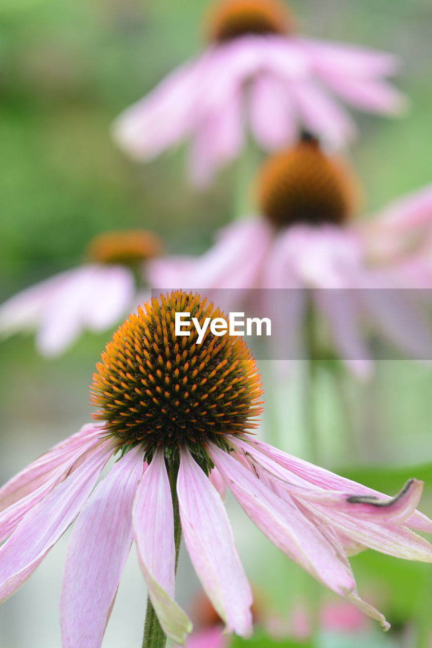 Close-up of coneflower blooming outdoors