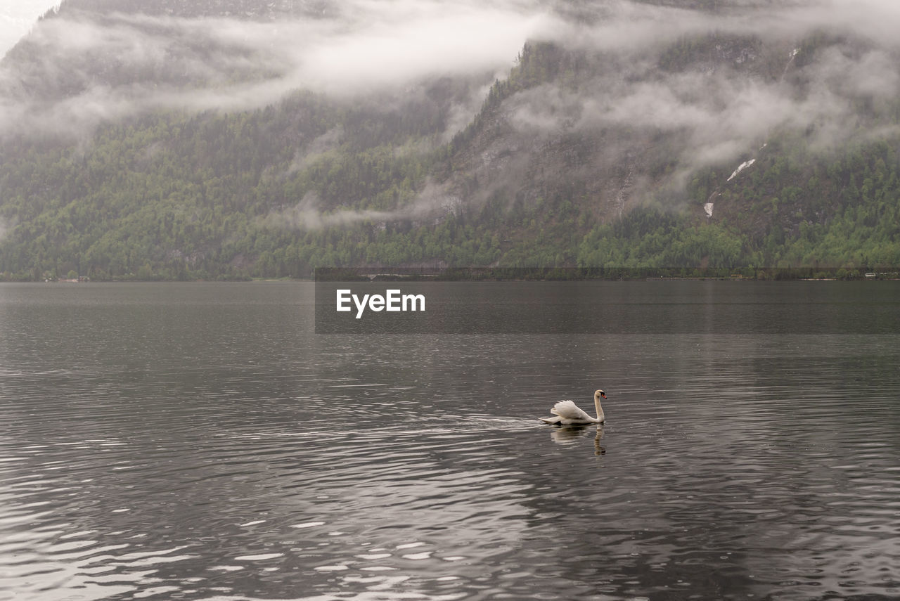 DUCKS SWIMMING IN LAKE