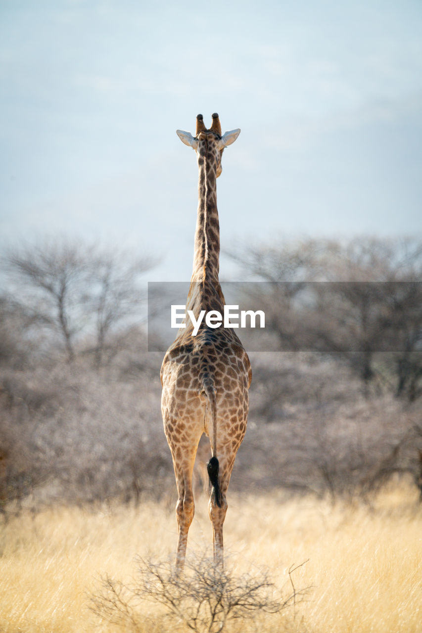 Southern giraffe stands facing away towards trees