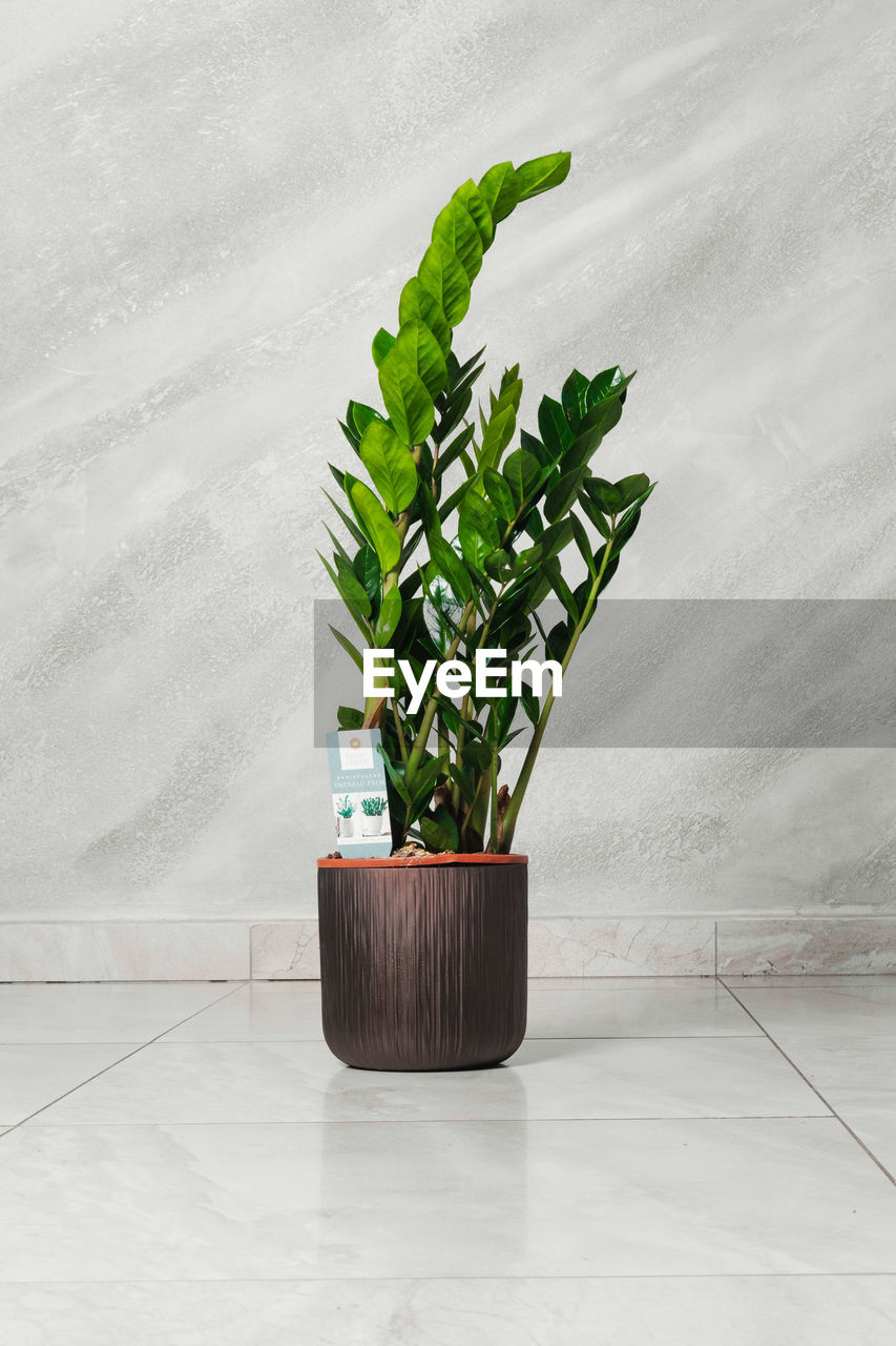 plant, growth, nature, houseplant, leaf, flowerpot, plant part, potted plant, indoors, green, no people, flooring, freshness, flower, copy space, beauty in nature, food, wall - building feature, environment, food and drink