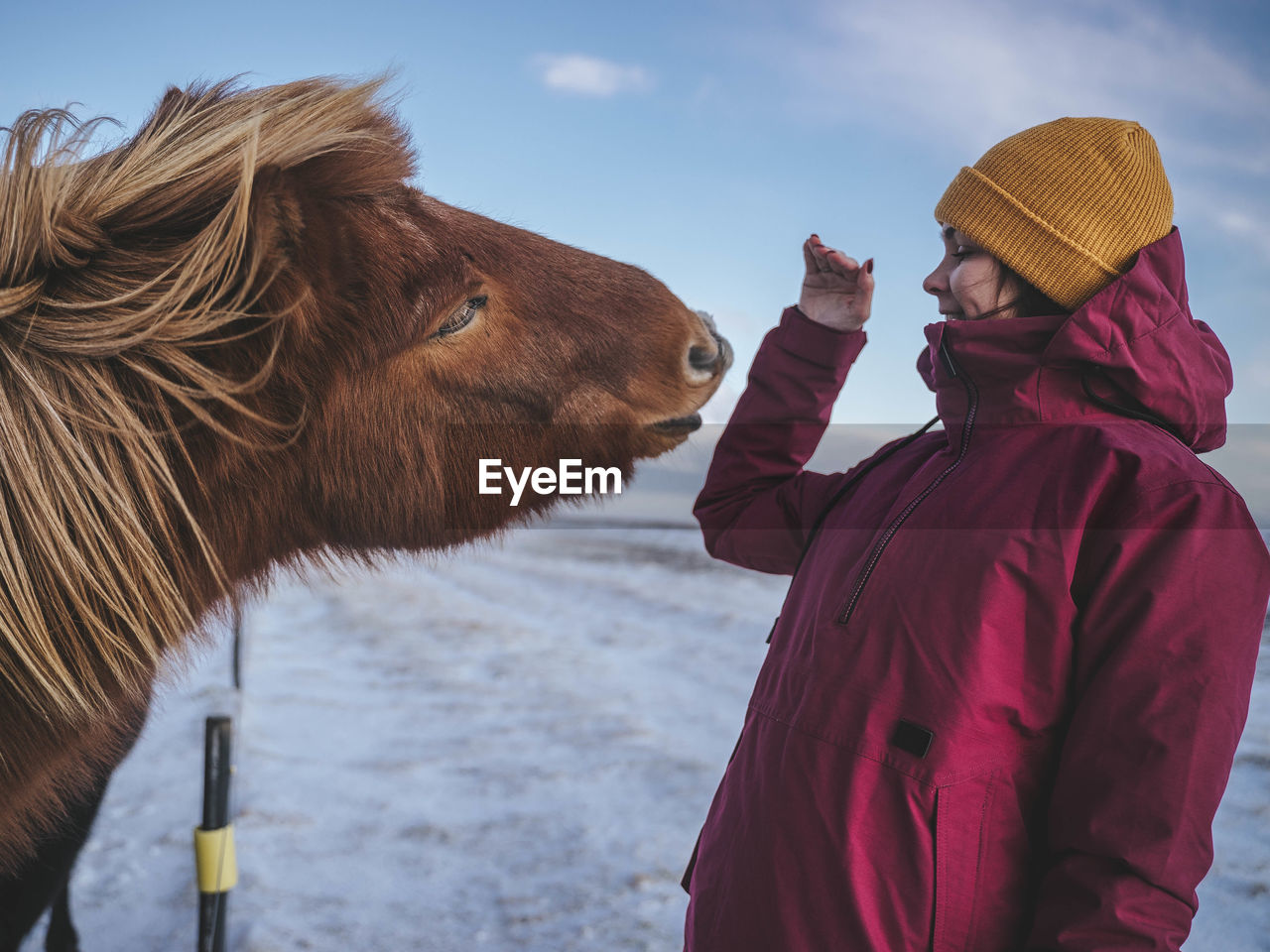 Cute iceland horse