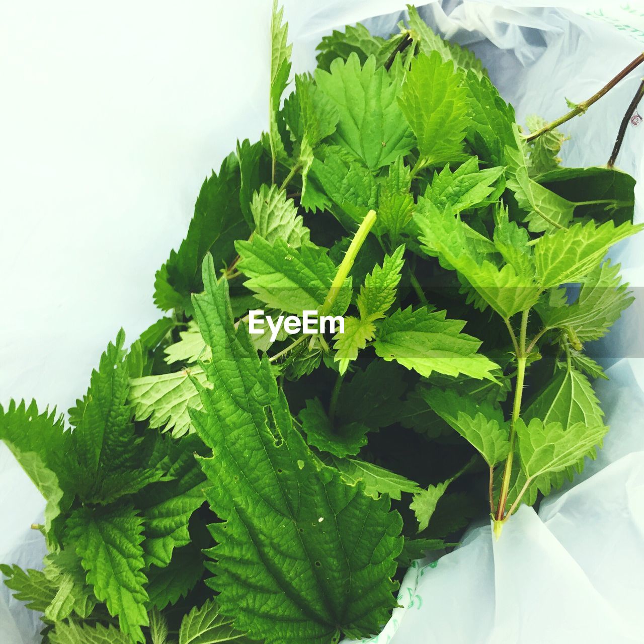 HIGH ANGLE VIEW OF FRESH GREEN PLANT IN CONTAINER