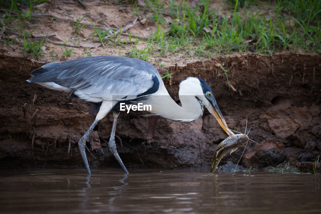 Gray heron catching fish in the water