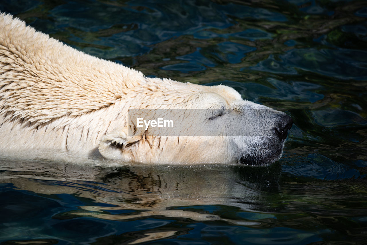 animal themes, animal, polar bear, water, one animal, mammal, animal wildlife, wildlife, bear, swimming, nature, no people, animal body part, carnivore, day, sea, outdoors, animal head, side view, white