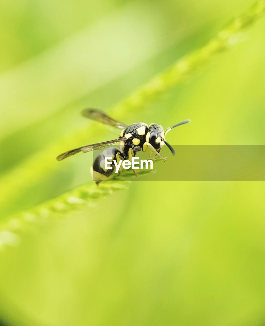 CLOSE-UP OF GRASSHOPPER ON LEAF