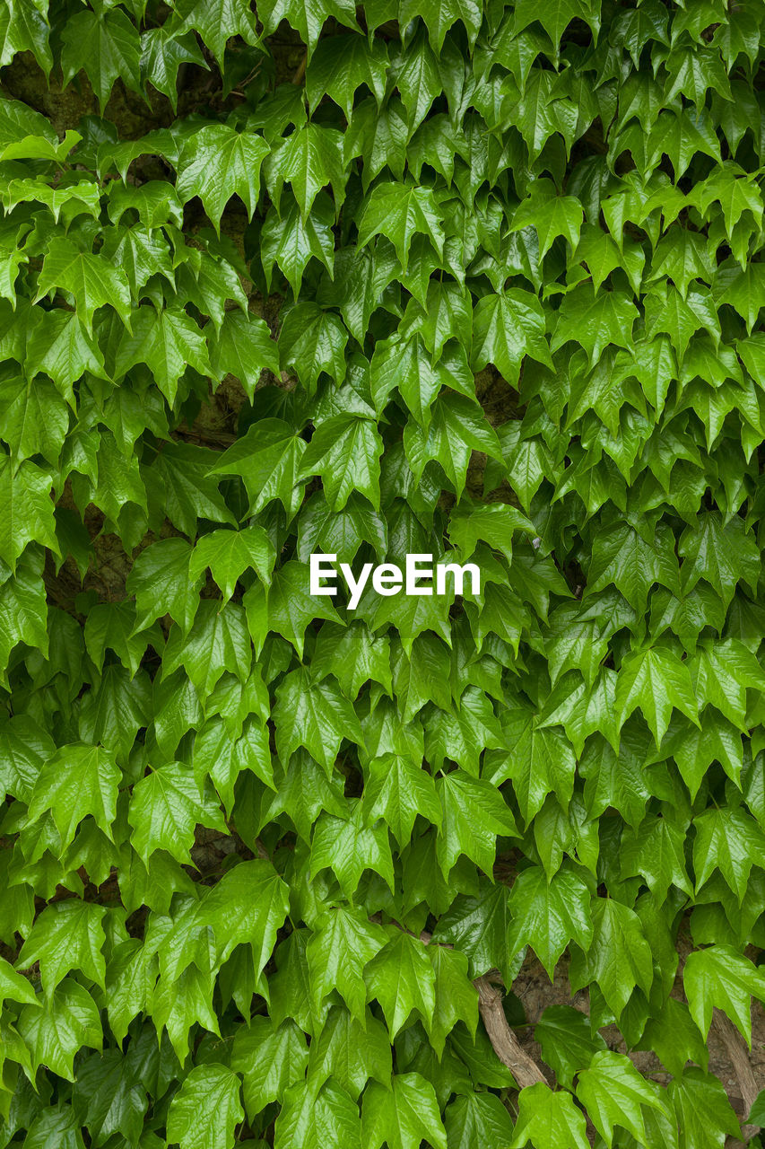 FULL FRAME SHOT OF FRESH GREEN LEAVES