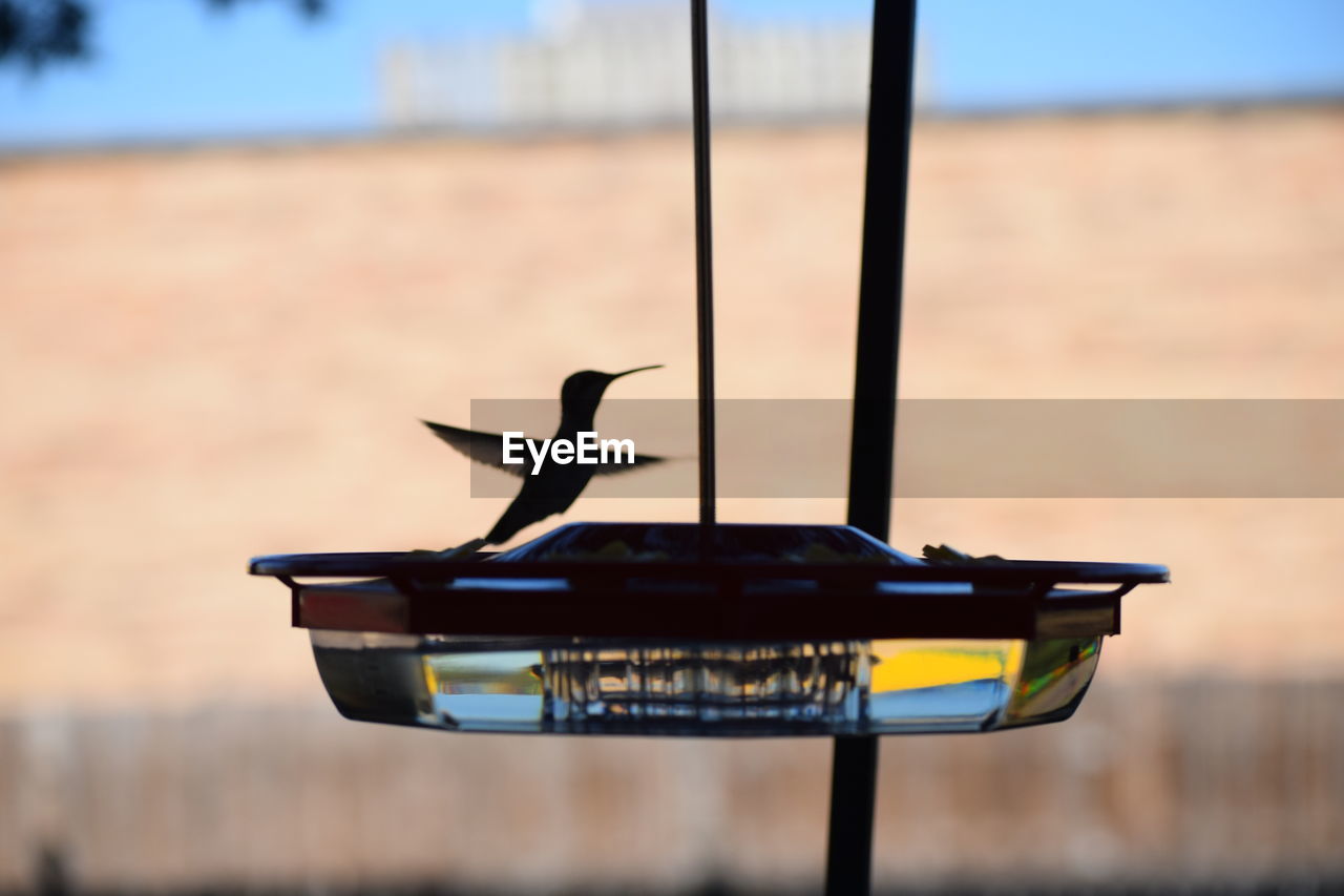 CLOSE-UP OF BIRD FLYING OVER A METAL