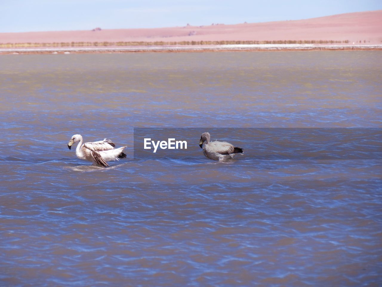 DUCKS IN LAKE