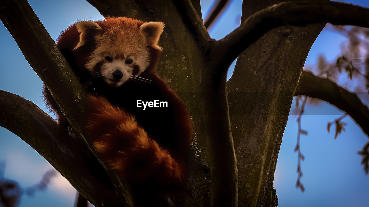 Low angle view of red panda on tree