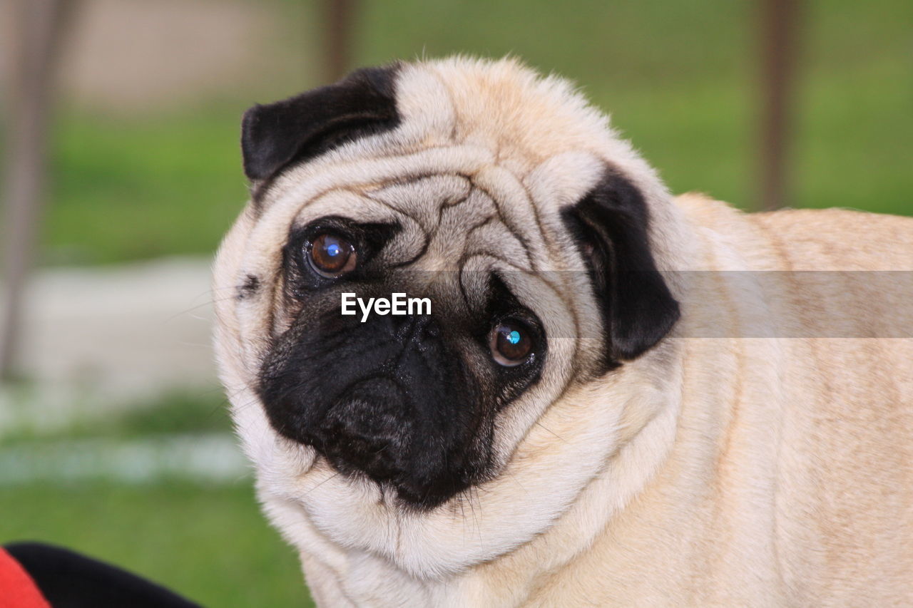 Close-up portrait of dog