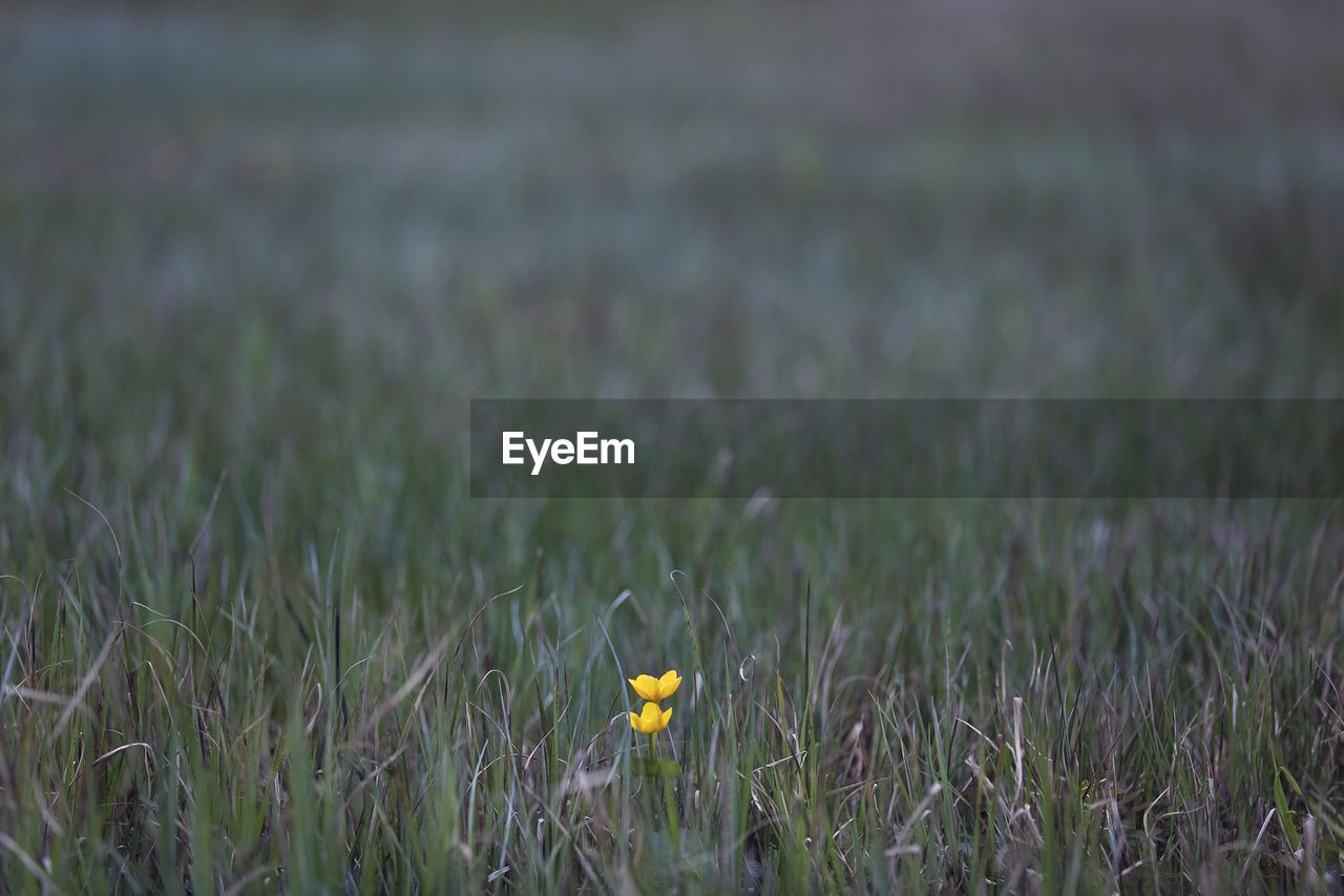 CLOSE-UP OF WHEAT GROWING ON GRASS