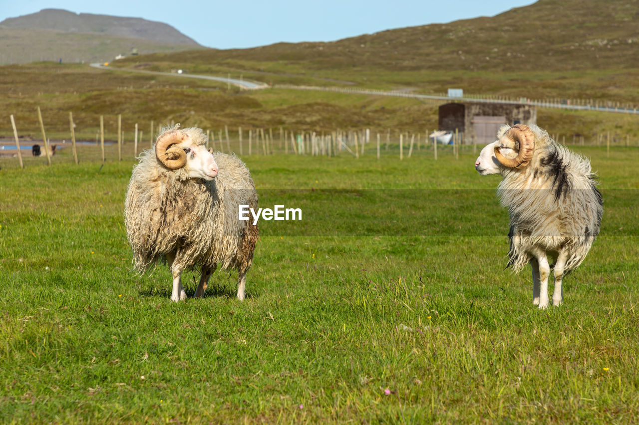 SHEEP ON FARM