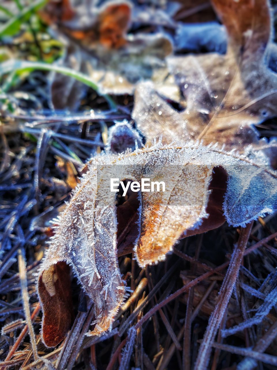 CLOSE-UP OF FROZEN DRY PLANT ON FIELD