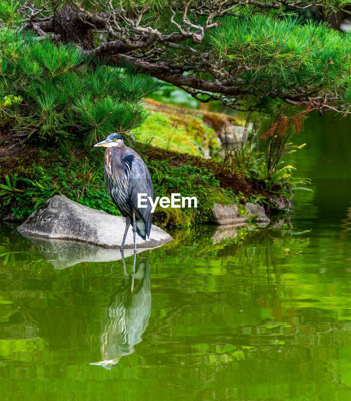 Bird perching at lake