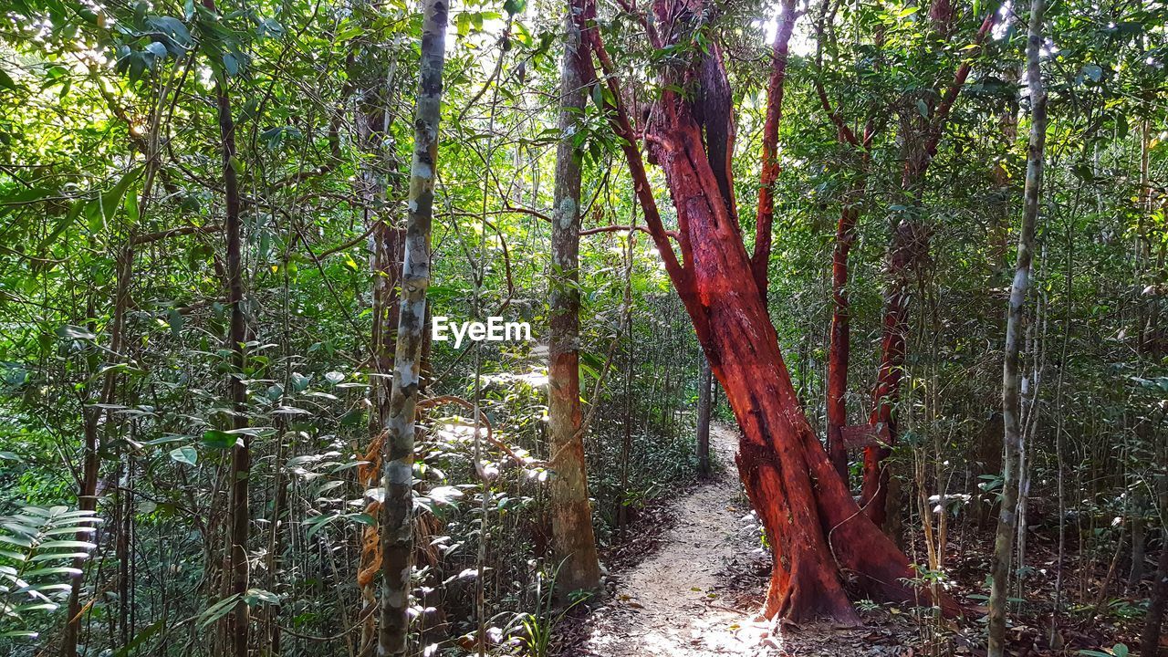 TREES GROWING IN FOREST