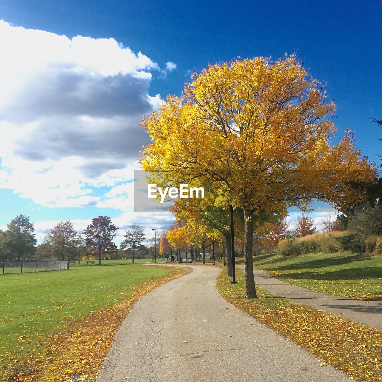 Autumn trees by footpath