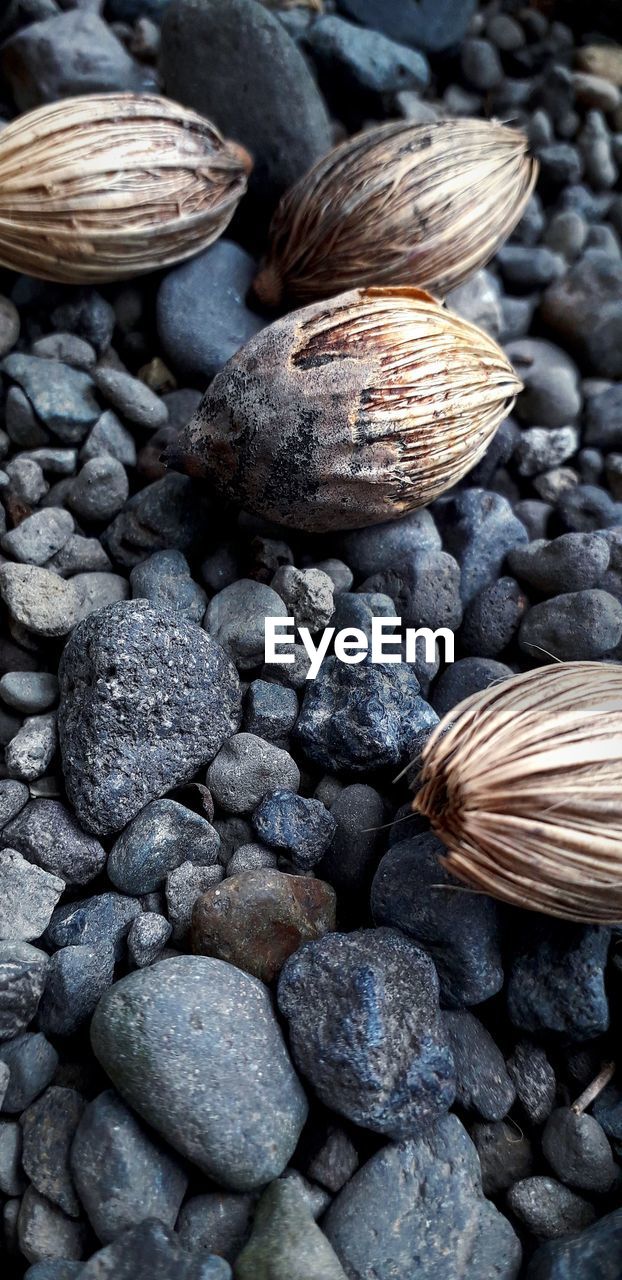 HIGH ANGLE VIEW OF PEBBLES ON ROCKS