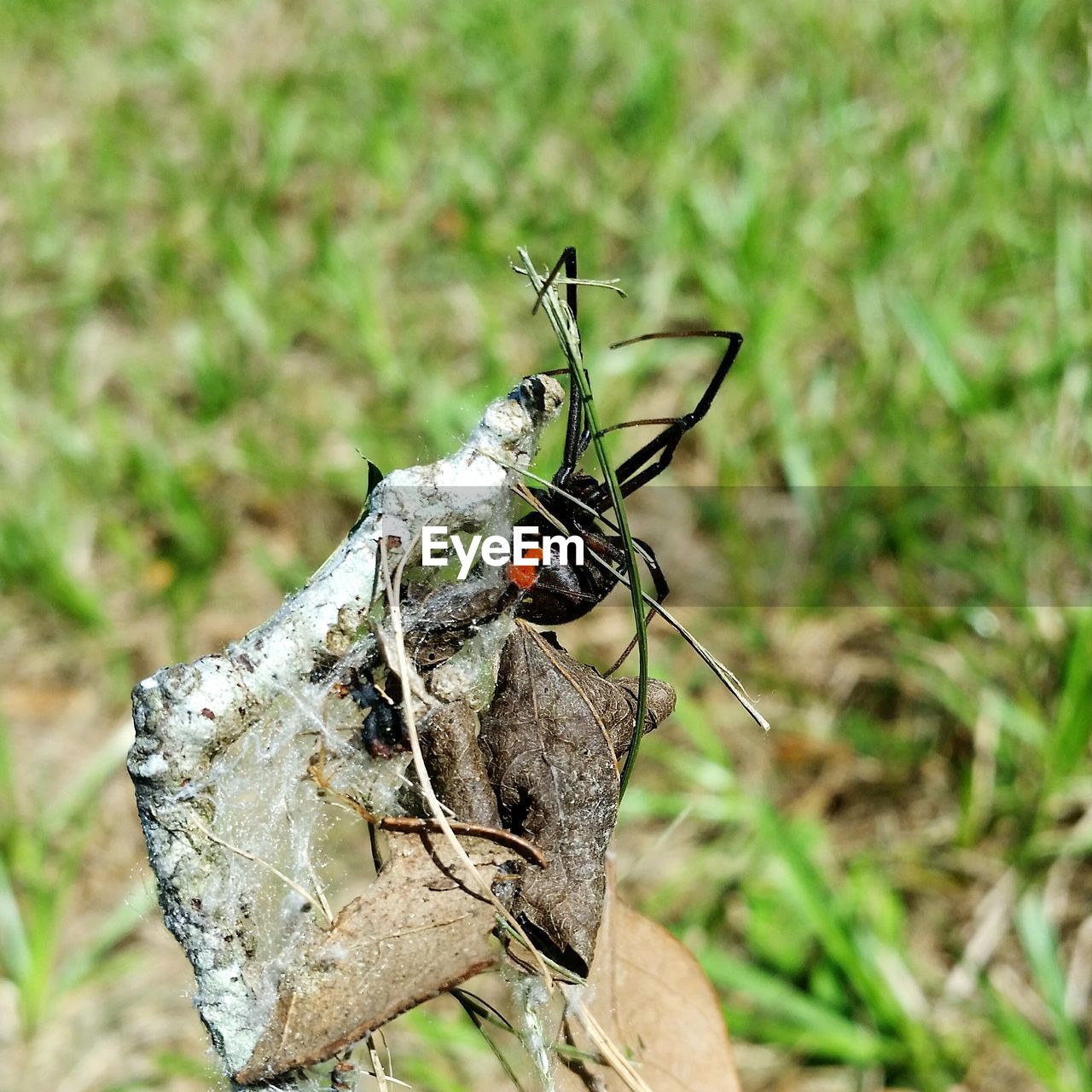 CLOSE-UP OF GRASSHOPPER ON LEAF