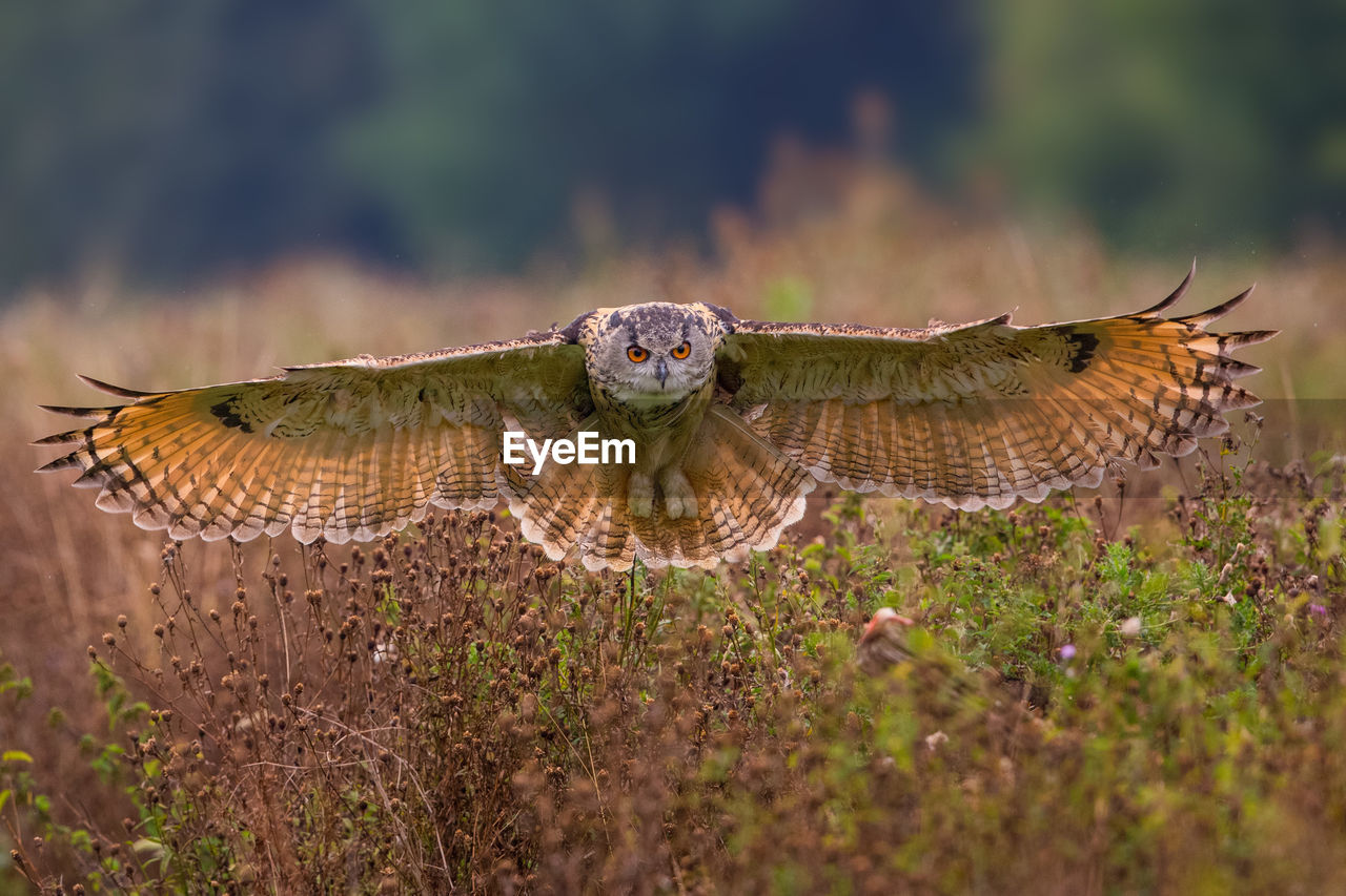Eagle owl flying over field