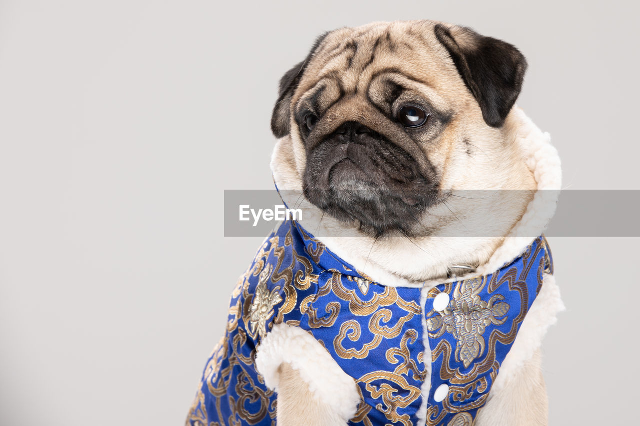 CLOSE-UP PORTRAIT OF A DOG