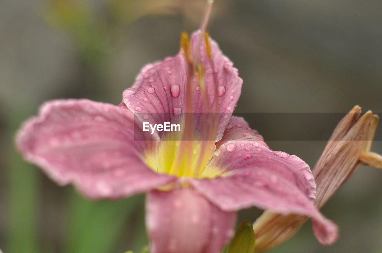 Close-up of pink flowers